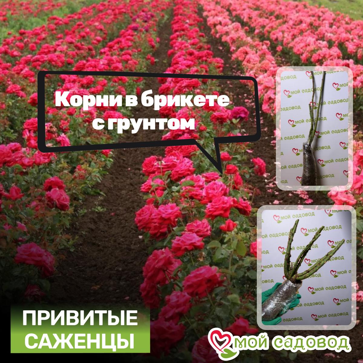 Роза Френдшип