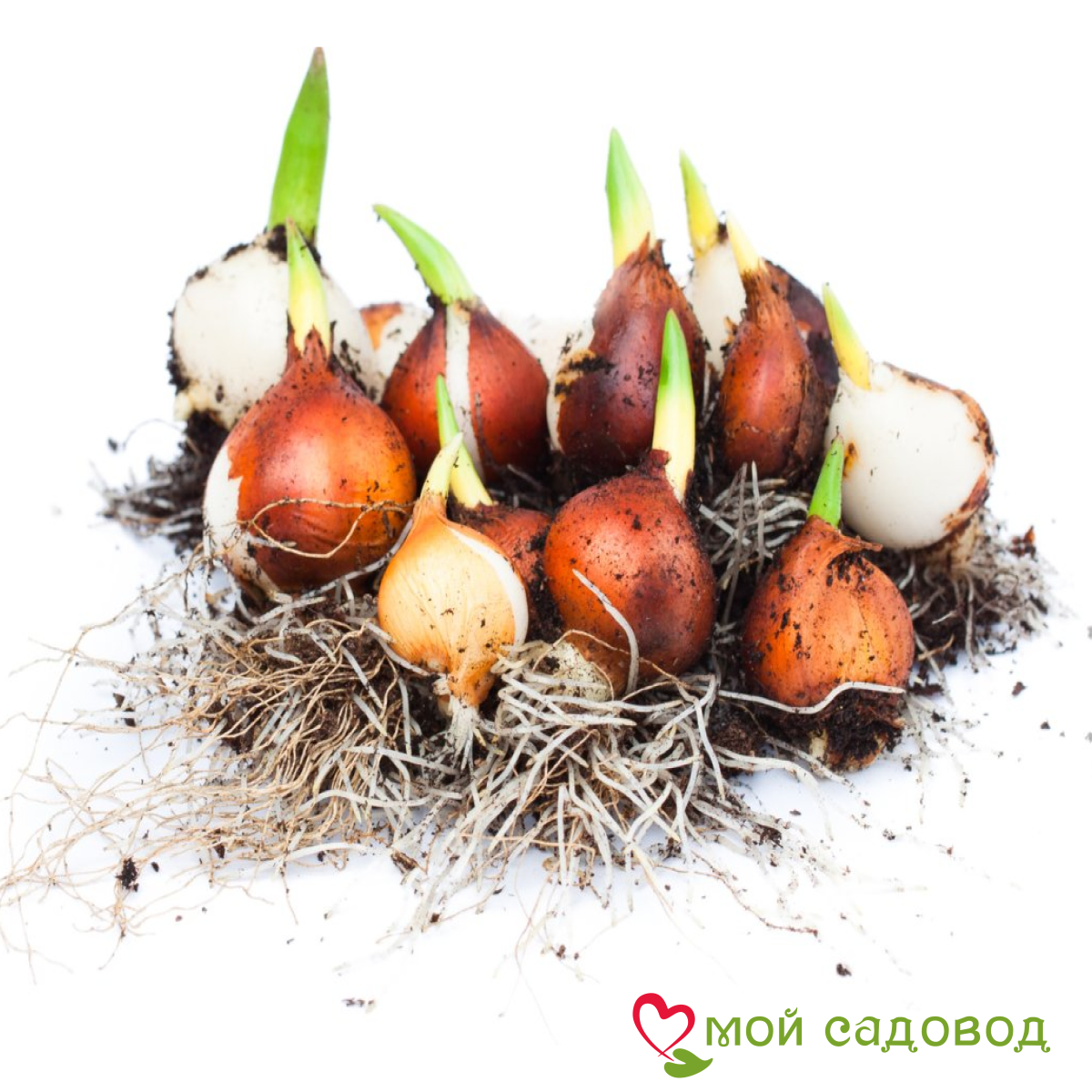 Тюльпан Айс Крим