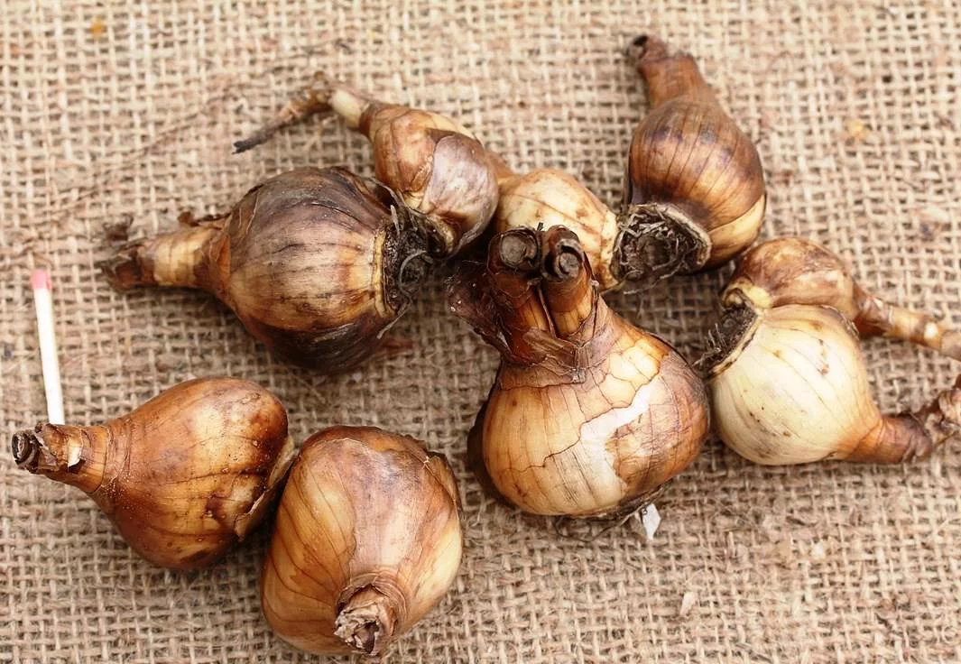 Нарцисс Амур